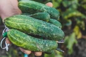 Vegetable names in Hindi and English Cucumber 