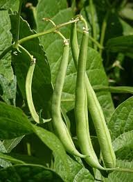 Vegetable names in Hindi and English   French Beans