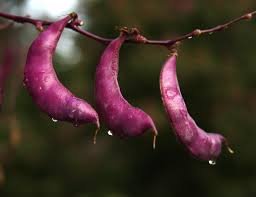 Vegetable names in Hindi and English   Hyacinth Beans