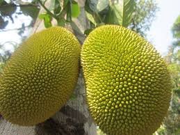 Vegetable names in Hindi and English Jackfruit 