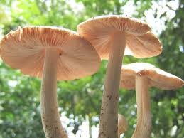 Vegetable names in Hindi and English Mushroom 