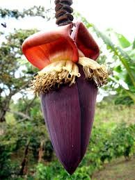 Vegetable names in Hindi and English Raw Banana Flower