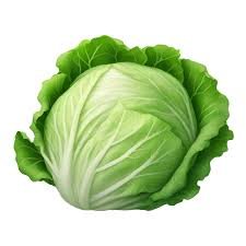 vegetable names Hindi English - Cabbage