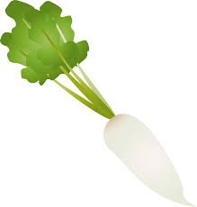 vegetable names Hindi English - radish